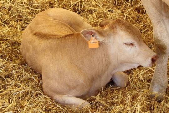 Veau Blonde d'Aquitaine couch&eacute;