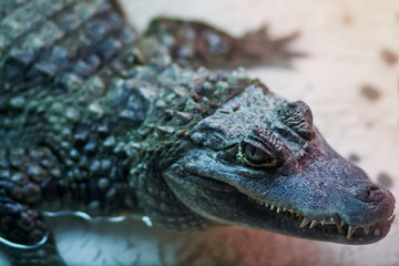 crocodile close up