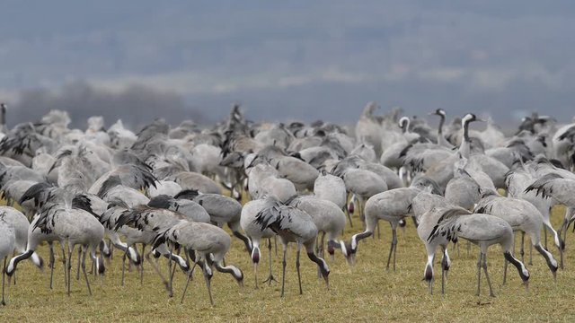 Kranich, Common crane, Grus grus