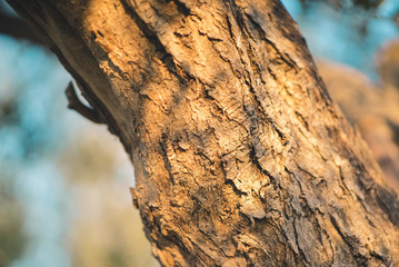 Fototapeta premium Detail of a tree trunk