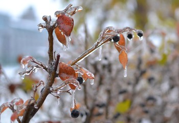 капли дождя замерзли на деревьях © beard74