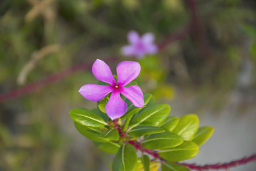 Purple Catharanthus roseus. Pink Wildflower.