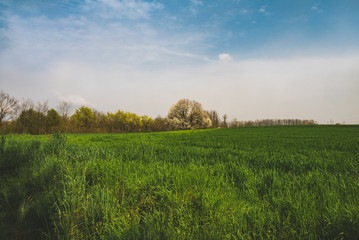 Fototapeta premium Cherry tree and green field in summertime