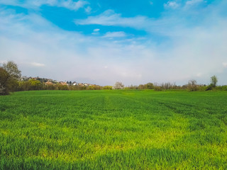 Green field and blue sky in springtime