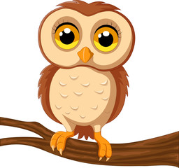 Cute owl on a tree branch

