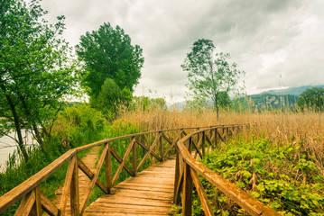 Fototapeta na wymiar Wooden path on cane thicket and vegetation