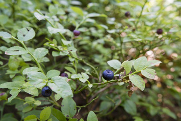 Fruits blueberries on the bush with green leaves.