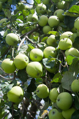 Green apples on a branch