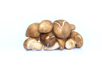 Shiitake mushroom on white background