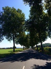 Strasse zwischen den Bäumen