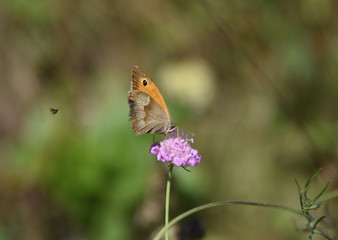 farfalla su fiore ali volare uccello insetti farfalle fiore 