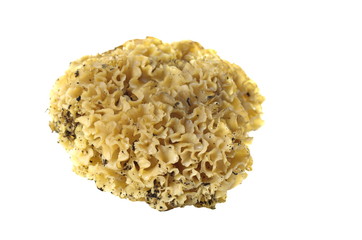 cauliflower mushroom sparassis crispa