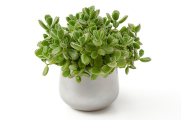 Cotyledon ladysmithiensis