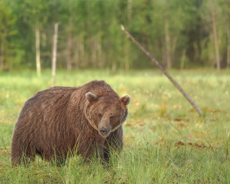 Big male brown bear (ursus arctos) walking in the bog on a summer evening