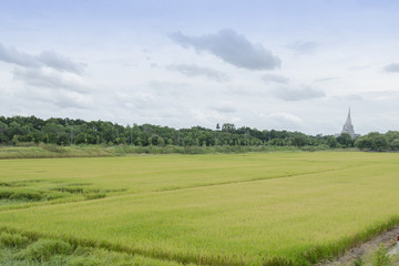 View of rice paddy field, Nature, Thailand
