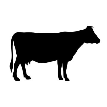 Cow, shade picture