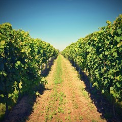 Fototapeta na wymiar The wine in the vineyard. Wine region of South Moravia Czech Republic.