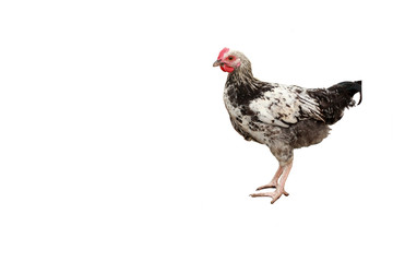 chick