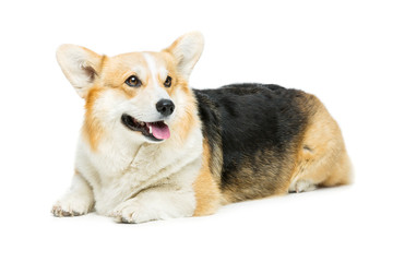 Beautiful welsh corgi dog