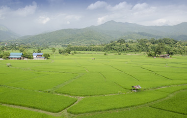 Fototapeta premium View of rice paddy field, Nature, Thailand