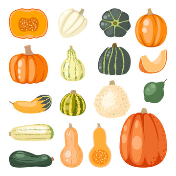 Pumpkin set vector.