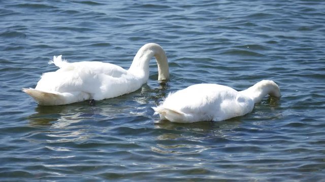 Swans swimming in the lake on sunny day
