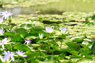 Lotus flowers in pond