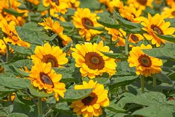 Obraz premium Sunflower