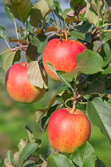 Apple garden