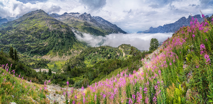 Beautiful alpine panorama with snow-capped mountain tops and blooming flowers