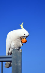 Australian Sulfur Crested Cockatoo (Cacatua galerita) eating a mandarin under bright blue sky