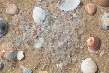 sea shells closeup on sand
