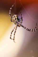 insect spider close-up
