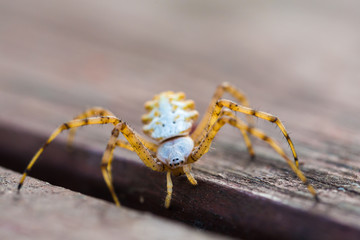 insect spider close-up