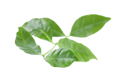 Fototapeta na wymiar Green coffee leaves, isolated on white