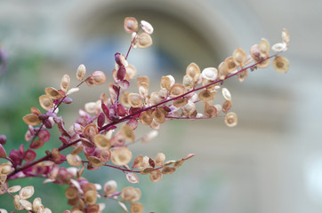 Tree branch with beautiful small leaves on a bokeh background