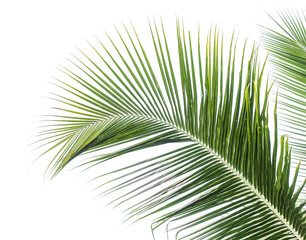 palme verte de cocotier sur fond blanc 