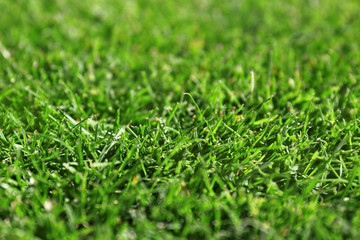 Green field for sport games