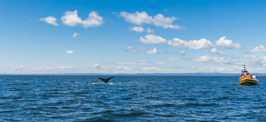 Naklejka premium tourisme baleine 