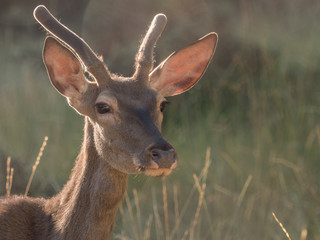 Backlit view of a red deer Cervus elaphus (artistic picture)