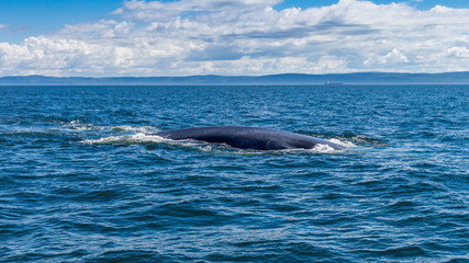 Fototapeta premium baleine bleue