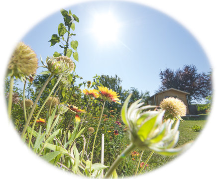 Blumenbeet im Sonnenschein
