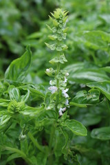 Basil, common, garden, camphor (Ocimum basiliicum) - herb
