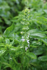 Basil, common, garden, camphor (Ocimum basiliicum) - herb
