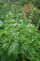 Basil, common, garden, camphor (Ocimum basiliicum) - herb
