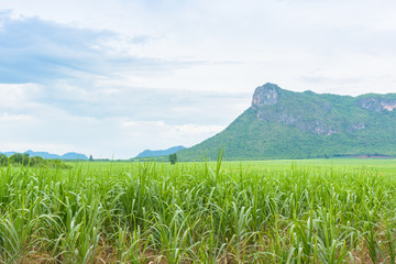 Mountain view and agriculture farm in Thailand