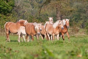 Herd of horses with foals running on meadow
