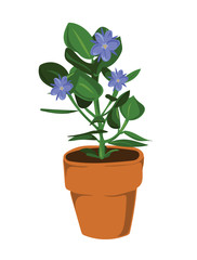 Naklejka na ściany i meble Leafy pot plant with blue flowers