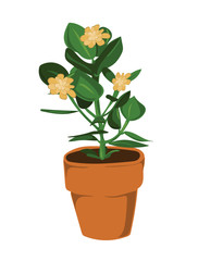 Leafy pot plant with yellow flowers