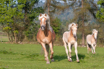 Three horses running - haflinger
